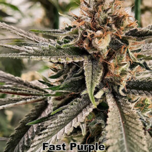 Fast Purple (Purple Skittles x Fast Pink) 10 Regular Seeds