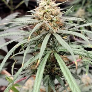 Ginger Grant F1 (Forest Queen x Strawberry Starburst) 10 Regular Seeds