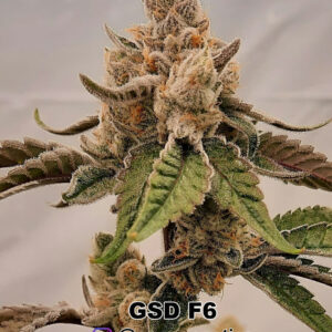 GSD F6 (GG4 x Sunshine Daydream) 10 Regular Seeds