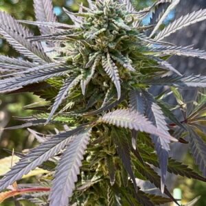 Grape Gold F1 (Ban Ham #21 x AOG F2 PSM) 10 Regular Seeds