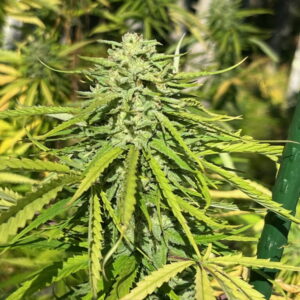 Wig Splitter F1 (Vintage White Widow x High Voltage) 10 Regular Seeds