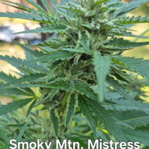 Smoky Mountain Mistress F1 (The Frostitute x Appy F4 Variegated Male) 10 Regular Seeds