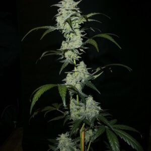 WhiteXmas Auto F1 (BlkMrr x White Stomper) 5 Feminized Autoflower Seeds