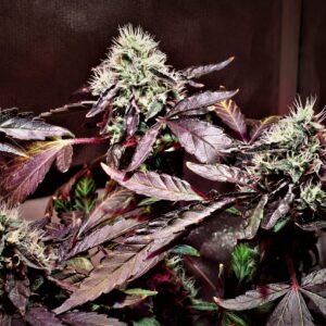 Motor City Cream F1 (Creamsicle #4 x Big Detroit Energy) 10 Feminized Seeds