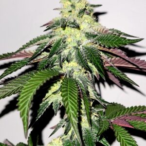 Pints & Pin Ups F1 (Pint Sized x Fr00ty B00ty) 10 Regular Seeds