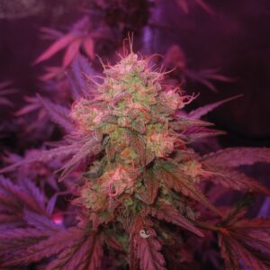BlkMrrr Auto 3 Feminized Autoflower Seeds