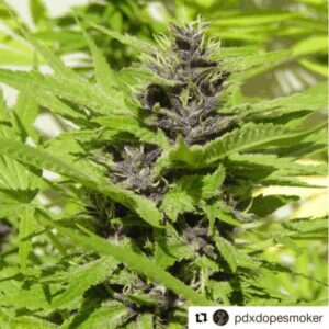 Otto's Jacket (Purple Goat x Third Eye) 10 Regular Seeds