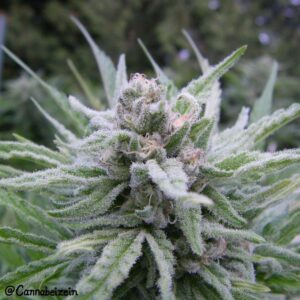 Tree of Life BX (Tree of Life x Second Sight) 50 Regular Seeds