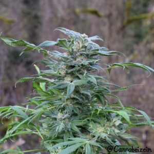 Island Vision (Lambs Breath Sour Diesel x Second Sight) 10 Regular Seeds