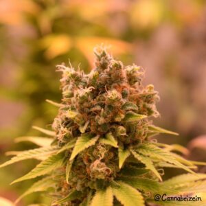 Chuy (Tree of Life x Jesus OG) 10 Regular Seeds