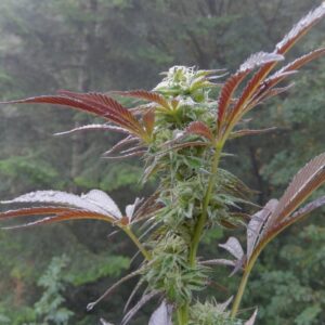 Bubba Kush x Third Eye 10 Regular Seeds