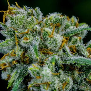 Apollo Eleven (Genius x Cinderella 99) 12 Regular Seeds