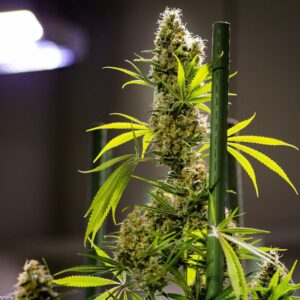 Apollo Haze (Genius x Cinderella 99/Super Silver Haze) 13 Regular Seeds