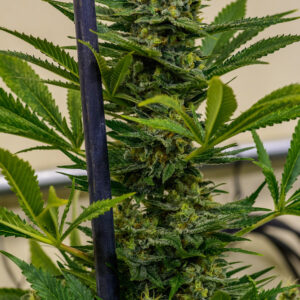 Cinderella XX (Princess x C99 female pollen donor) 9 Female Seeds