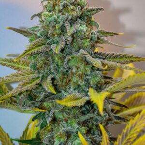Cinderella 99 (Princess x P94) 13 Regular Seeds