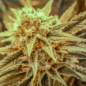 Killer Queen (Airborne G13 clone x Cinderella 99) 13 Regular Seeds