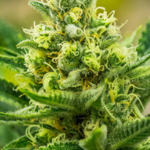 Queen of Soul (Princess x Princess/Cinderella 99/Vortex) 13 Regular Seeds