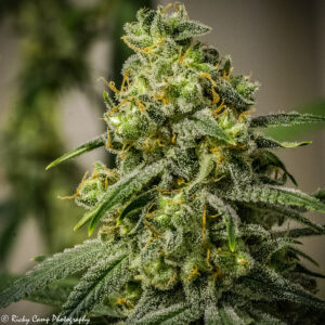 Rosetta Stone (Jack Herer x P75) 13 Regular Seeds