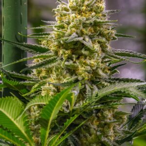Princess Haze (Cinderella 99 x Cinderella 99/Super Silver Haze male) 13 Regular Seeds