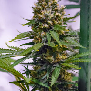 Apollo 13 (Genius x P75) 12 Regular Seeds