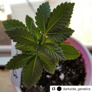 Pineapple Chakra (Pineapple Haze x Second Sight) 10 Regular Seeds