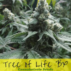 Tree of Life BX (Tree of Life x Second Sight) 10 Regular Seeds