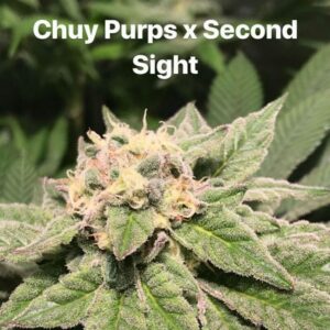 Holodeck Jesus (Chuy Purps x Second Sight) 10 Regular Seeds