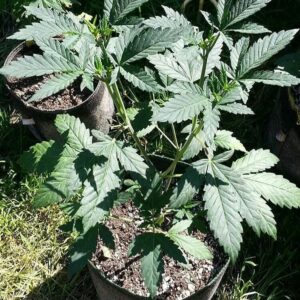 New York City Diesel x Second Sight 10 Regular Seeds