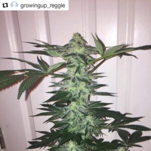 Second Sight F2 (Second Sight x Second Sight) 10 Regular Seeds