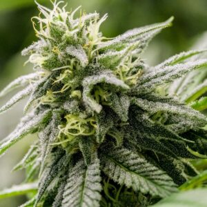 G13 Genius XX (Airborne G13/HP clone x STS-induced Genius) 9 Female Seeds