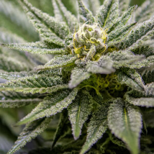 Killer Queen XX (Airborne G13/HP clone x Cinderella 99 female) 9 Female Seeds