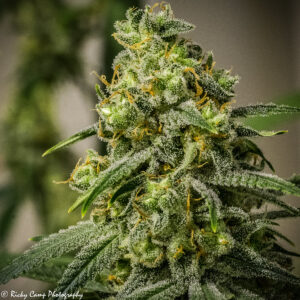 Rosetta Stone XX (Jack Herer x Cinderella 99 pollen donor) 9 Female Seeds