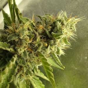 Carla Olson (Orange Fruit Snax x Copper Chem) 13 Regular Seeds