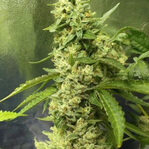 Pete Hutter's Stash (Dolato x Copper Chem) 13 Regular Seeds