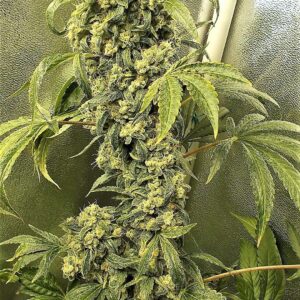 Candy Samples (Triple OG x Copper Chem) 13 Regular Seeds