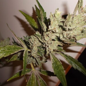 Orgi F2 (Goji OG x Agent Orange) 10 Regular Seeds