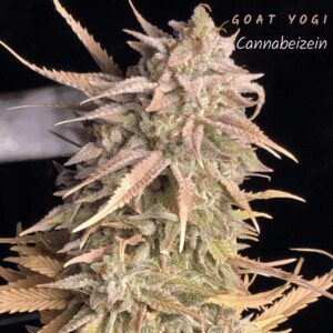 Goat Yogi (Purple Goat x Second Sight) 10 Regular Seeds