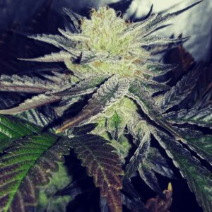 Copper Orgi (Copper Chem x Orgi) 13 Regular Seeds