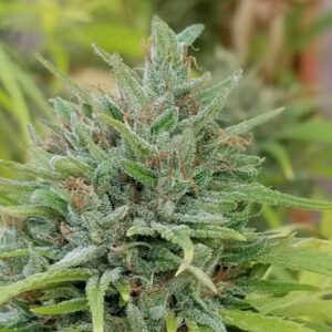 Swazi Burmese (African Swazi f2 x Burmese IBL) 10 Regular Seeds