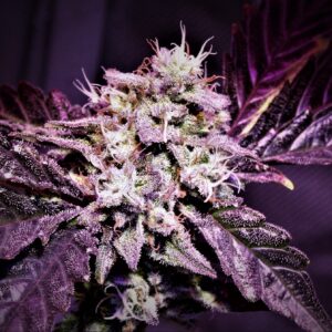 Wanda Mac F1 (Purple Banana Cake x Big Detroit Energy) 10 Feminized Seeds