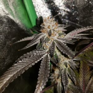 09' Animal Cookies x LA Pure Kush F1 7 Feminized Seeds