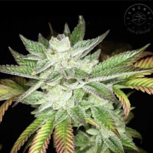 100 RACKZ (Tresdawg x 7 Ghosts) 6 Feminized Seeds