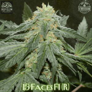 13 Faces F1 ([{1988 G13/NL2 x 1988 NL2}Bx4]F4 x Face on Fire) 10 Regular Seeds