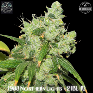 Northern Lights #2 IBL 10 Regular Seeds