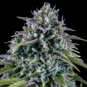 24 Carat Auto F6 3 Feminized Autoflower Seeds
