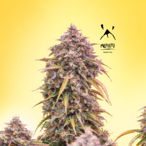 3 Bears OG F6 3 Feminized Autoflower Seeds