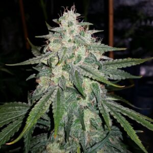 4 Assed Monkey F4 Auto 3 Feminized Autoflower Seeds