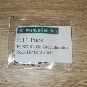 8th Avenue Genetics E.C. Kush F1 12 Regular Seeds