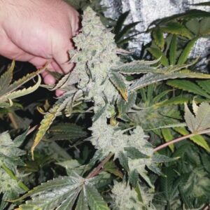 GMO x LA Pure Kush F1 7 Feminized Seeds
