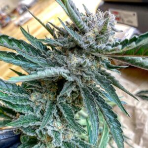 Bobby's Widow F3 Auto (Dinafem White Widow x Bobby’s Girl (White Russian x Deep Chunk)) 10 Regular Autoflower Seeds